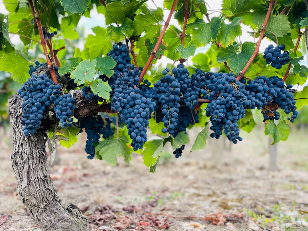 Photo Bordeaux vineyard